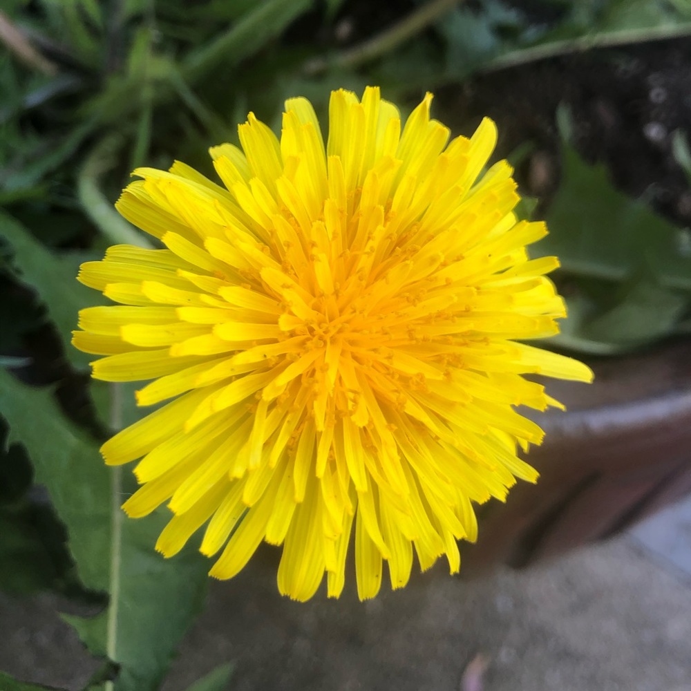 Meet your Posher, Lorin